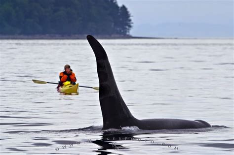 Kayaking With Killer Whales Photo Information