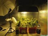 Photos of Small Marijuana Grow
