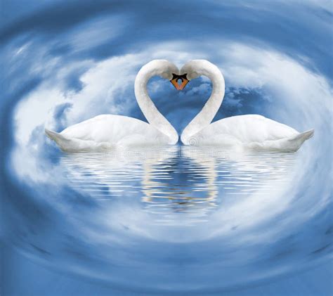 Two White Swans On The Water As A Symbol Of Love Stock Photo Image Of