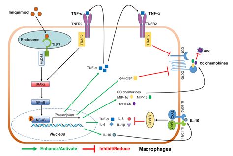 Biology Free Full Text Tlr7 Activation Of Macrophages By Imiquimod