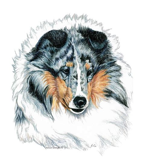 Shetland Sheepdog Sheltie Blue Merle Drawing By Kathleen Sepulveda