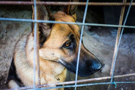Sad Dogs Behind Bars Stock Photos Pictures And Royalty Free Images Istock