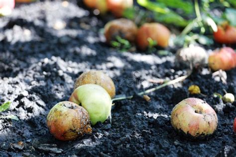 Rotten Fruits Stock Image Image Of Natural Miserable 17140351