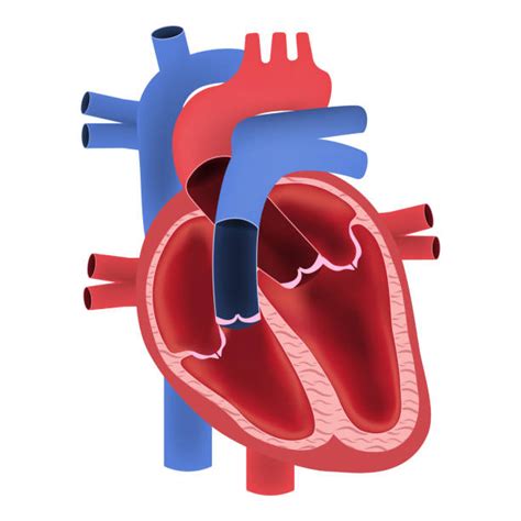 Best Heart Valve Illustrations Royalty Free Vector