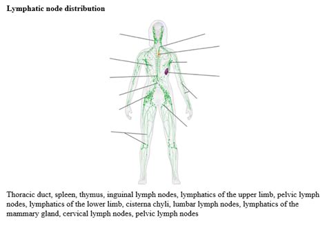 Solved Lymphatic Node Distribution Thoracic Duct Spleen