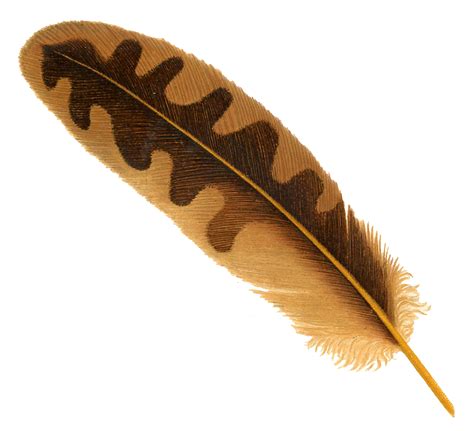 Feather Transparent Images Png Arts