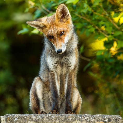 How To Tell The Difference Between Male And Female Foxes Everything