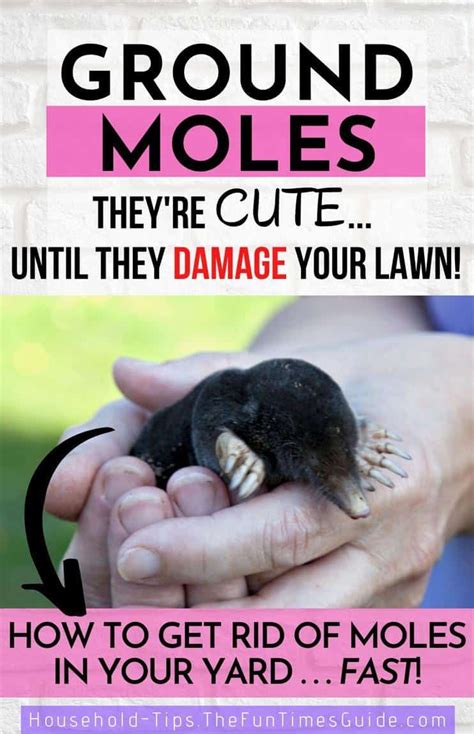 How To Get Rid Of Moles Digging In Your Yard Howtoremvo