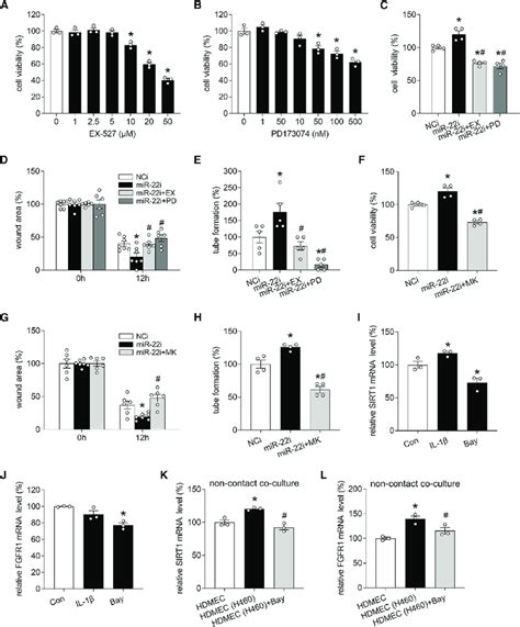 mir 22 inhibits angiogenesis through targeting sirt1 and fgfr1 a and download scientific