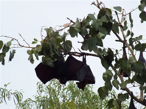 Spectacled Flying Foxes Zoochat