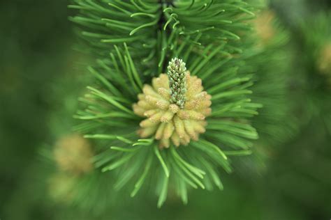 Green Pine Branch Free Stock Photo Public Domain Pictures