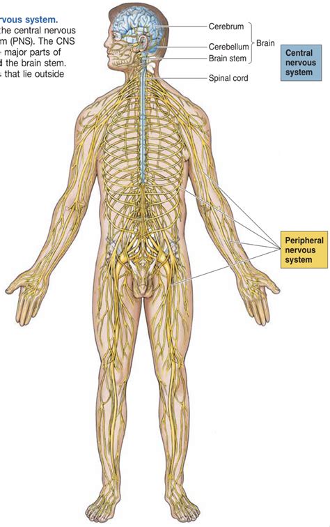 Parts Of Nervous System