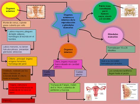 Cristabel Osuna Ginecologia Mapa 1 Aparato Reproductor Femenimo Anatomía