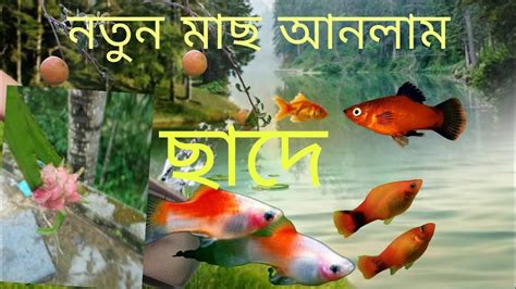 🐟🐳নতুন মাছ আনলাম ছাদে 🦞🐟🦐 Youtube