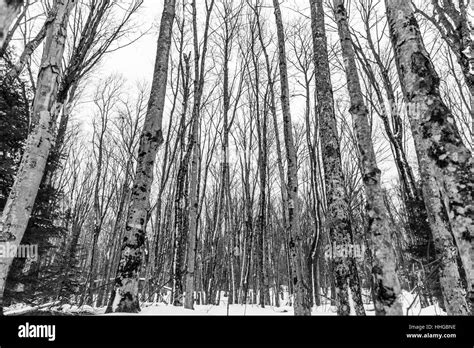 Birch Trees In Winter At Pictured Rocks National Lakeshore Michigan
