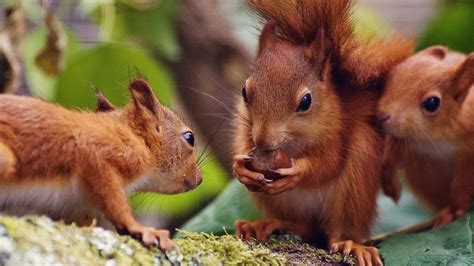 First Baby Red Squirrels Born At Wiltshire Safari Park Bbc News