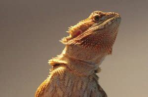 Bearded dragons will recognize who their owners are and feel comfortable with them, but may behave skittishly around strangers. What Does It Mean When A Bearded Dragon Licks You ...