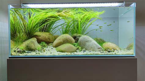 River Biotope Aquascape After 100 Days Youtube Video Rplantedtank