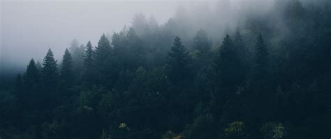 Download Wallpaper 2560x1080 Forest Trees Fog Dual Wide 1080p Hd