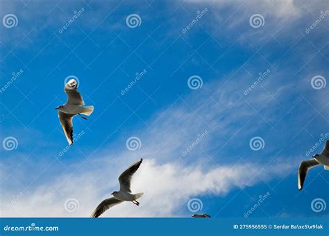 White Seagulls Flying Freely In Their Habitat And Blue Sky Stock Image