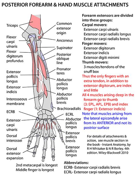 In fact, there is another muscle grouped underneath it brachioradialis wedges into the upper arm, dividing the triceps and the brachialis/biceps sides of the arm. posterior forearm muscles