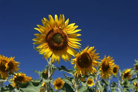 Sunflowers 6 Free Photo Download Freeimages