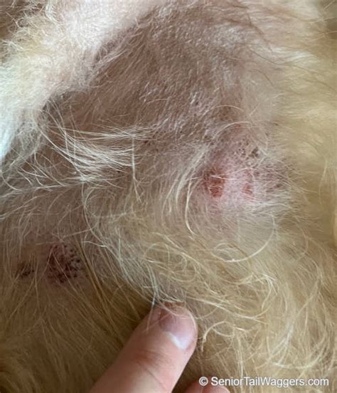 Pictures Of Dog Skin Allergy Bumps And Rashes Vet Advice