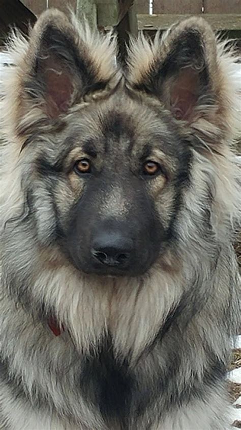 What A Gorgeous Intelligent Sweet Face Dogs Shiloh Shepherd
