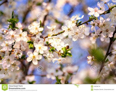 Spring Scenes Including Blooming Flowers Cherry Blossoms Stock Photo