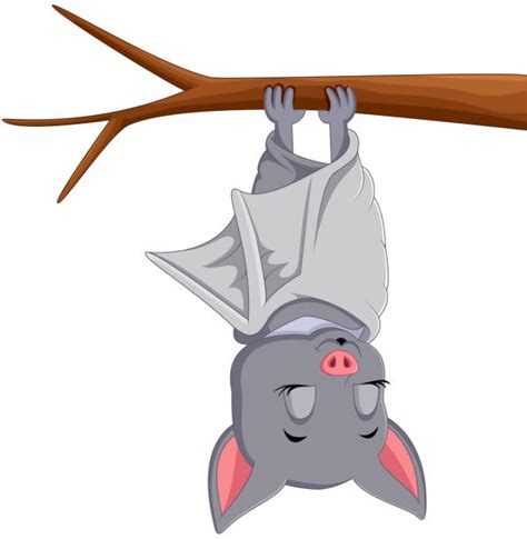 Best Cartoon Of A Hanging Bat Illustrations Royalty Free Vector