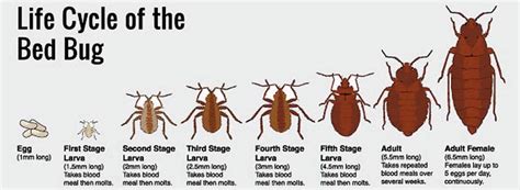 Life Cycle Of A Bed Bug Rox Bugs