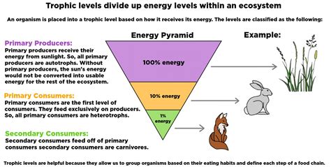 Like any product, it starts with an idea and someone to champion it. Trophic Level — Definition & Examples - Expii