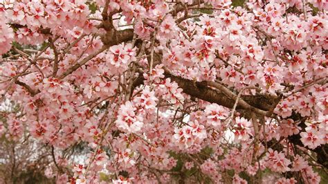 Cherry Blossoms Flowers Nature Spring Trees Wallpaper