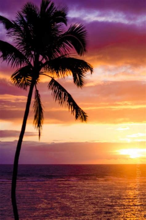 Hawaiian Sunrise Palm Tree Sunset Water Sunset Scenery