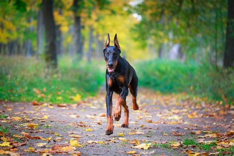 Doberman Wallpapers Top Free Doberman Backgrounds Wallpaperaccess