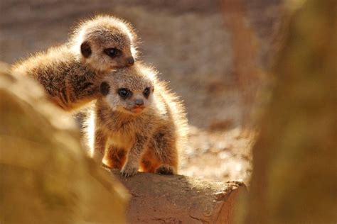 Meerkat Kits By Alan Hinchliffe On 500px Meerkat Cute Animals