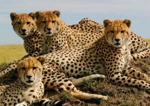They eat cucumbers, kiwi, mangos, etc. What do cheetahs eat