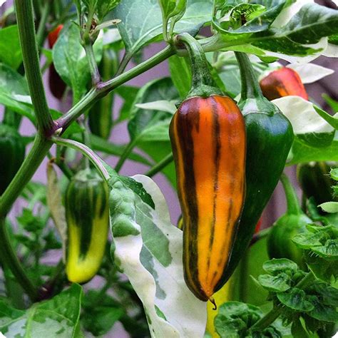 Fish Hot Pepper Seeds Heirloom Untreated Non Gmo From Canada