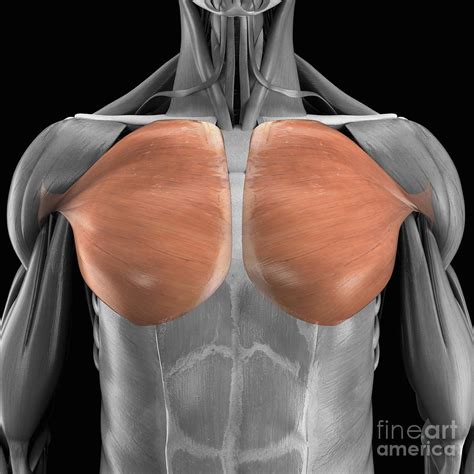 Pectoralis Major Muscles Photograph By Science Picture Co