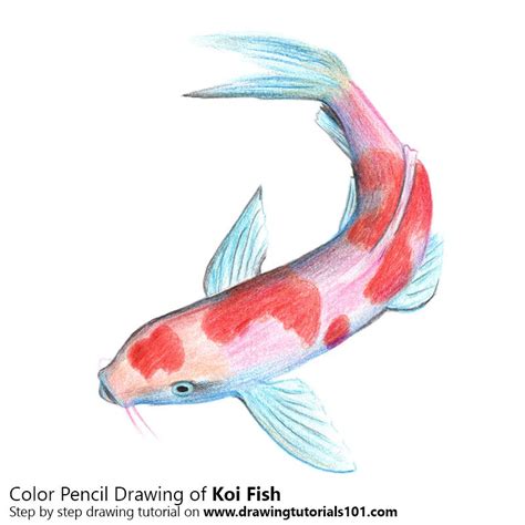 Koi Fish Colored Pencils Drawing Koi Fish With Color Pencils