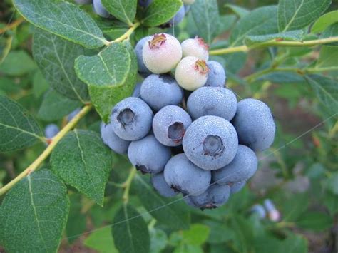 Brightwell Rabbiteye Blueberry Plant Isons Nursery And Vineyard