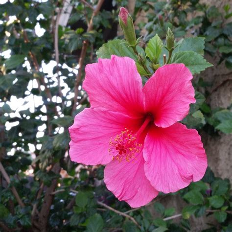 Hibiscus Pink Hybrid All Time Flowering Live Plant Seed2plant