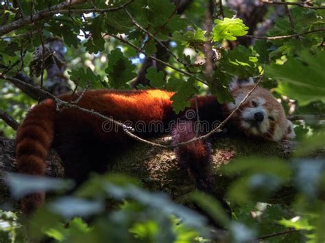 Selective Focus Closeup Of A Red Panda Lying On A Branch Of A Tree With