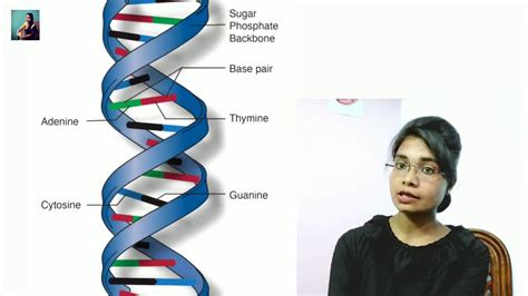Structure Of DNA Watson N Crick Model Molecular Biology YouTube