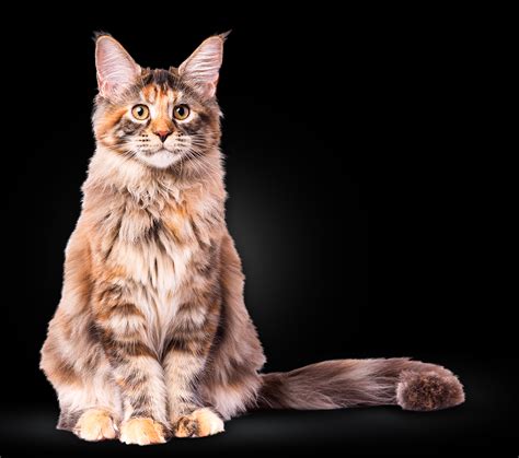 Home Maine Coon Cattery Usa