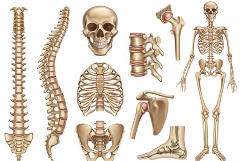 Jenis Jenis Tulang Badan Manusia