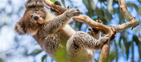Australias Big 5 Native Animals Austravel Blog