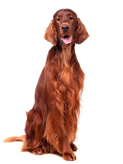 Become part of our family. Irish Settler Dog Breed Information | Big fluffy dogs ...