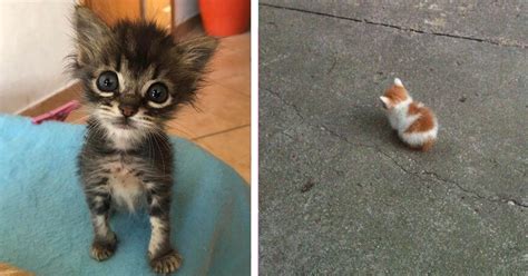Literally Just Adorable Photos Of Impossibly Tiny Cats Meowingtons
