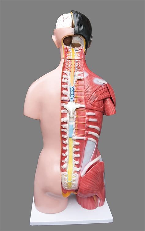 Human Cm Unisex Torso Anatomical Model Skeleton Life Size Medical